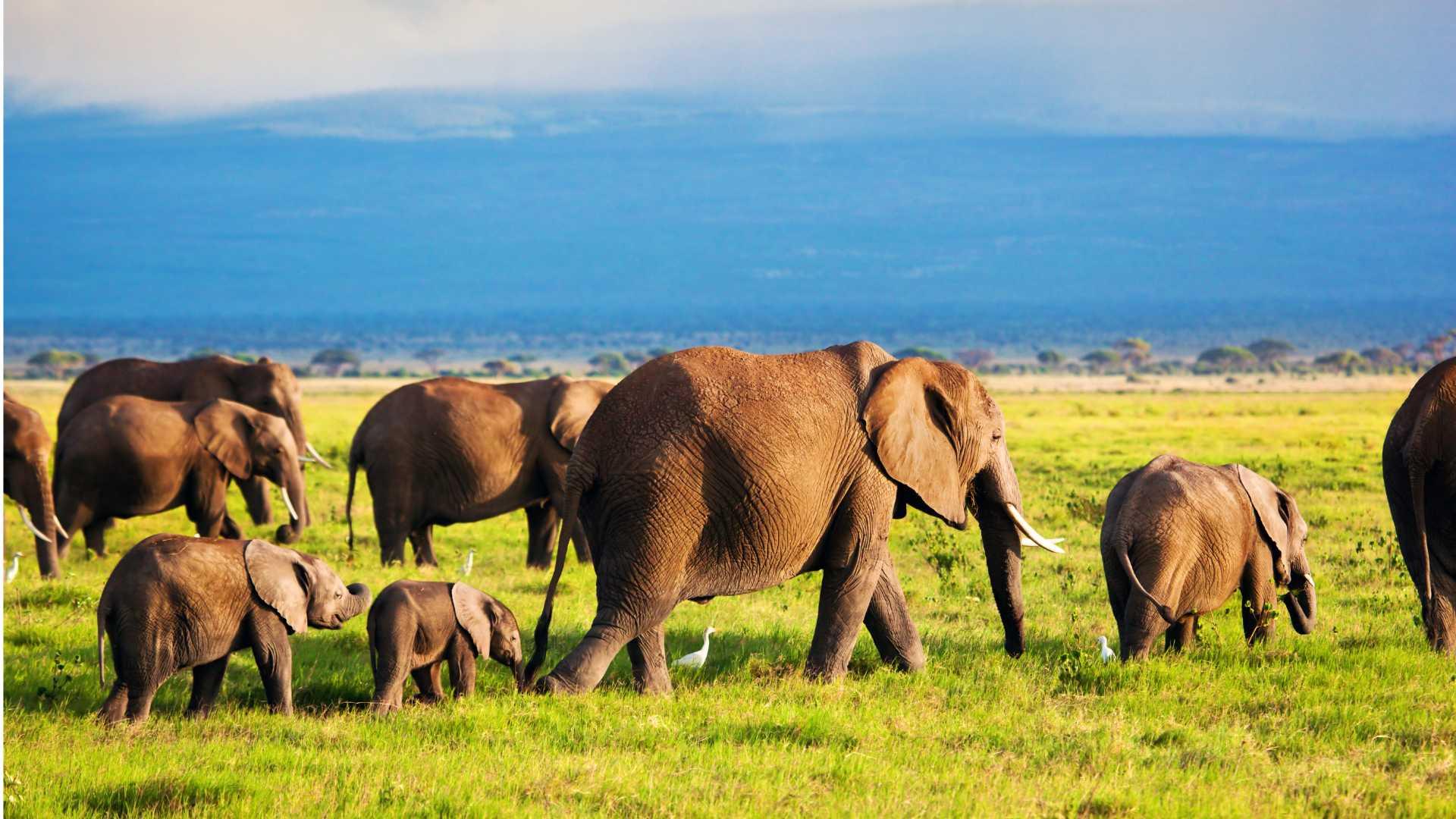 9 Day Exclusive Tanzania Safari